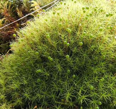 Bartramia pomiformis, photographed by Lyrae