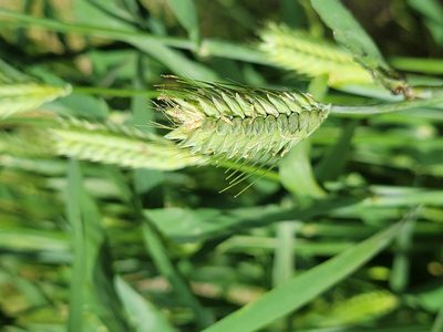 Hordeum vulgare, photographed by Rebecca Gimenez Husted