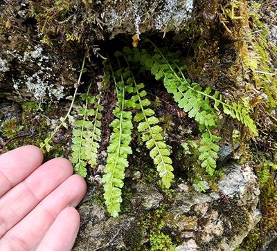 Asplenium viride, photographed by Lyrae