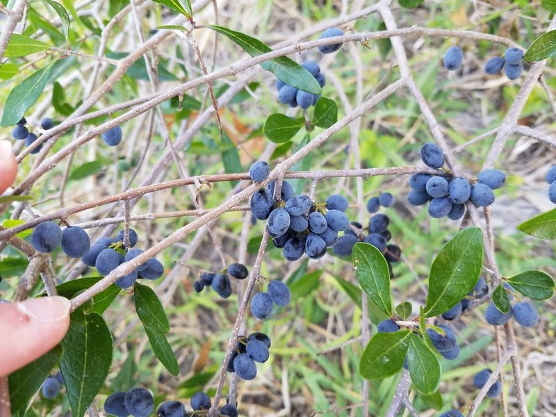 Forestiera segregata, photographed by Leila Dasher