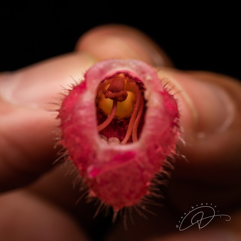 Nematanthus fritschii, photographed by Reinaldo de Oliveira Elias