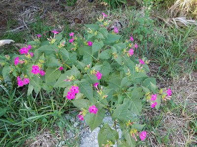 Mirabilis jalapa, photographed by Leila Dasher