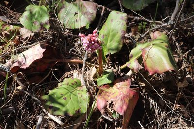 Bergenia crassifolia, photographed by Nina Filippova