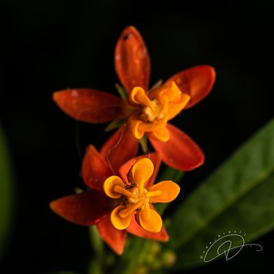 Asclepias curassavica, photographed by Reinaldo de Oliveira Elias