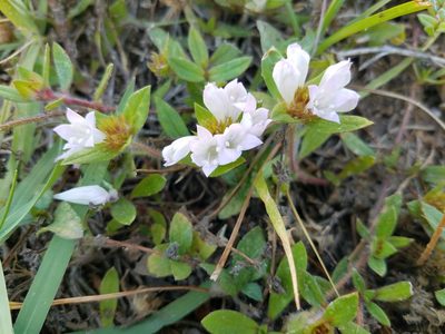Richardia grandiflora