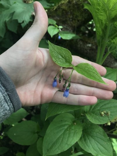 Mertensia subcordata, photographed by Daniel Kennedy