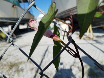 Ipomoea sagittata, photographed by Leila Dasher