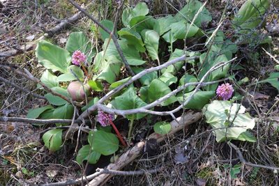 Bergenia crassifolia, photographed by Nina Filippova