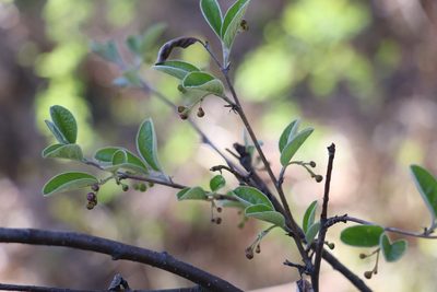 Cotoneaster laxiflorus, photographed by Nina Filippova