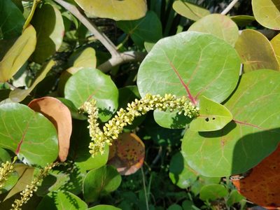 Coccoloba uvifera, photographed by Leila Dasher