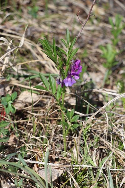 Lathyrus frolovii, photographed by Nina Filippova