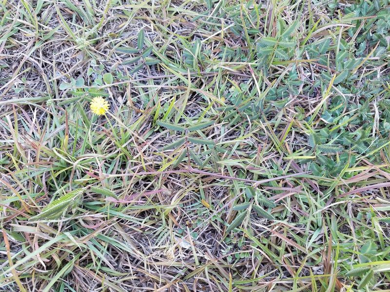 Neptunia pubescens, photographed by Leila Dasher