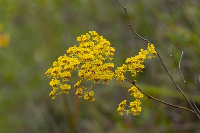 Oncidium deltoideum, photographed by Thibaud Aronson