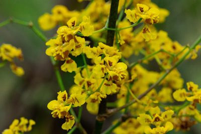 Oncidium deltoideum, photographed by Thibaud Aronson