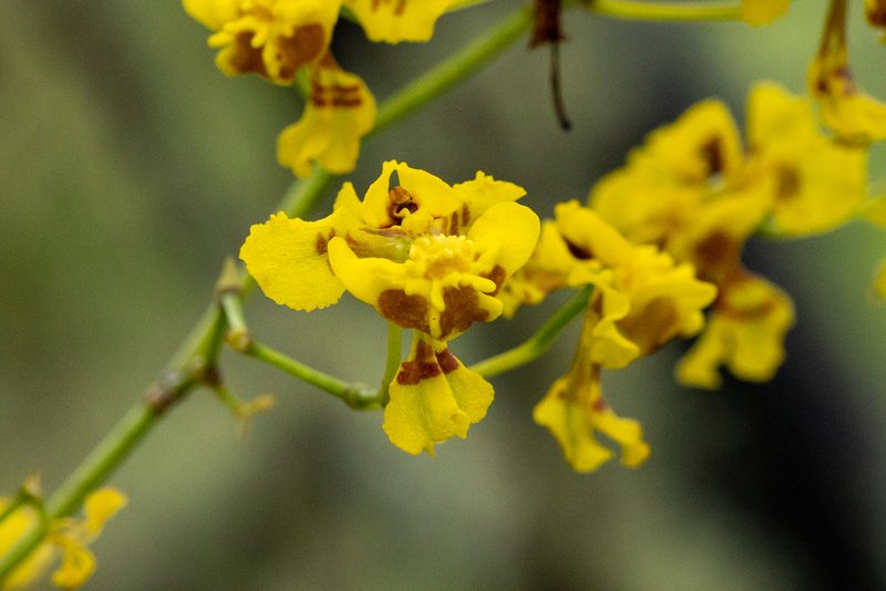 Oncidium deltoideum, photographed by Thibaud Aronson