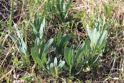 Allium nutans
