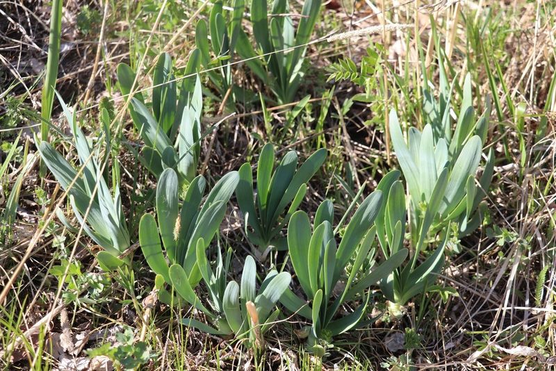 Allium nutans, photographed by Nina Filippova