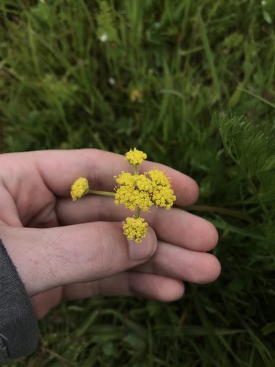 Lomatium bradshawii, photographed by Daniel Kennedy