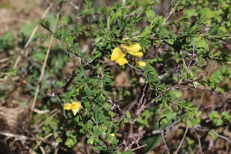 Caragana pygmaea, photographed by Nina Filippova
