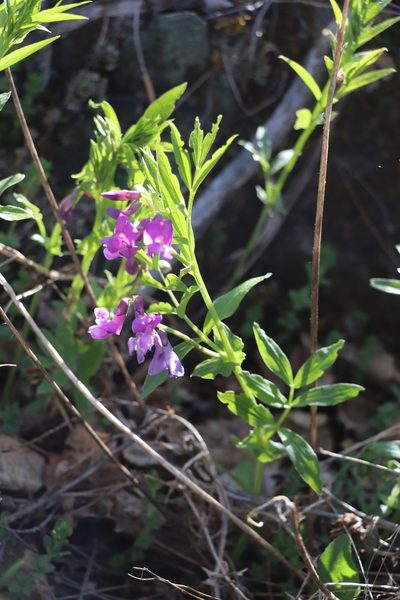 Lathyrus frolovii, photographed by Nina Filippova