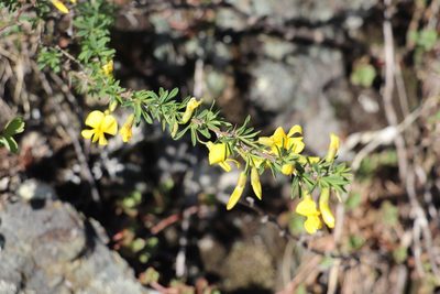 Caragana pygmaea, photographed by Nina Filippova