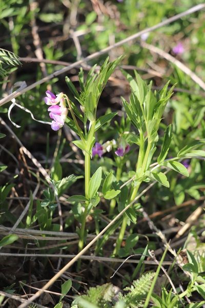 Lathyrus frolovii, photographed by Nina Filippova