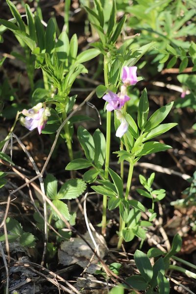 Lathyrus frolovii, photographed by Nina Filippova