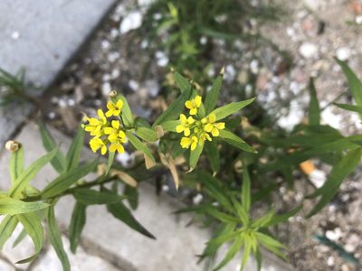 Erysimum cheiranthoides, photographed by Pavel Kacl