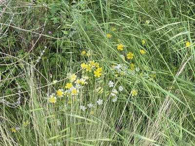 Limnanthes douglasii, photographed by David Lazarus