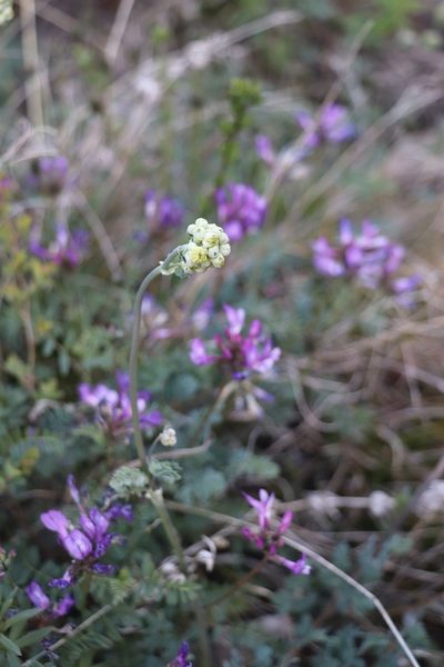 Thalictrum petaloideum, photographed by Nina Filippova