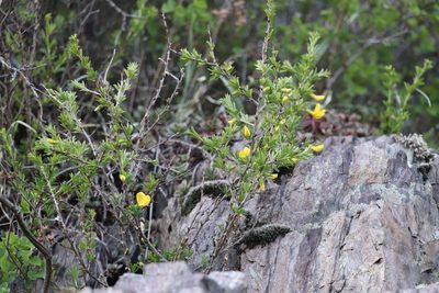 Caragana pygmaea, photographed by Nina Filippova