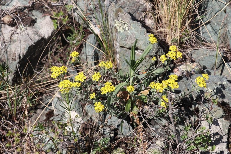 Odontarrhena obovata, photographed by Nina Filippova