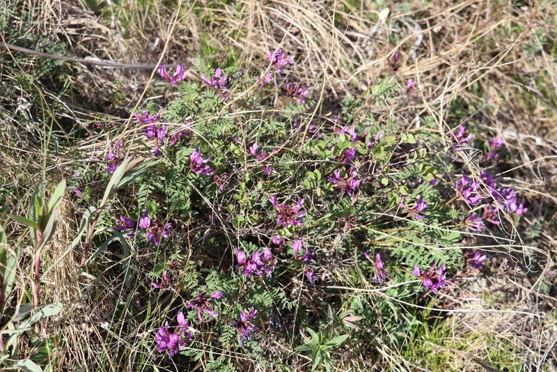 Astragalus ceratoides, photographed by Nina Filippova