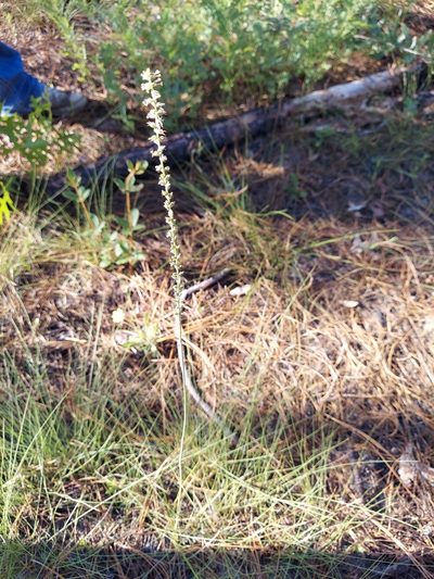 Schoenocaulon dubium, photographed by Athena Philips