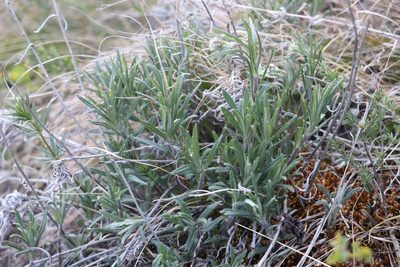 Onosma simplicissima, photographed by Nina Filippova