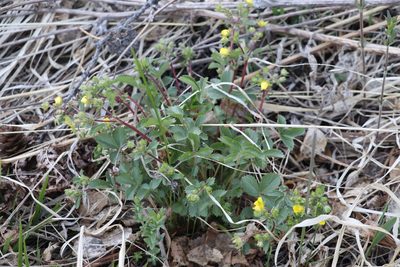 Potentilla fragarioides, photographed by Nina Filippova