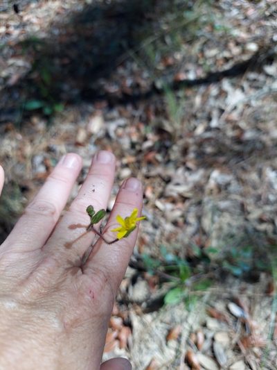 Hieracium megacephalon, photographed by Athena Philips