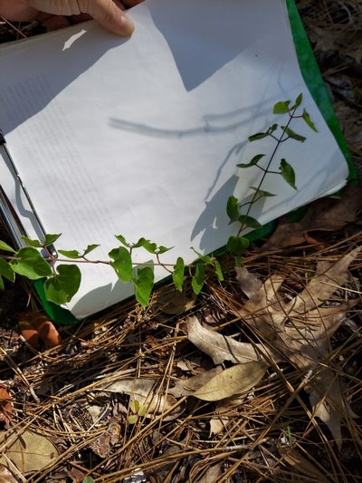 Chthamalia pubiflora, photographed by Athena Philips