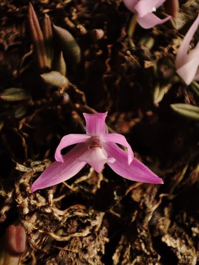 Leptotes unicolor, photographed by Johann Macedo
