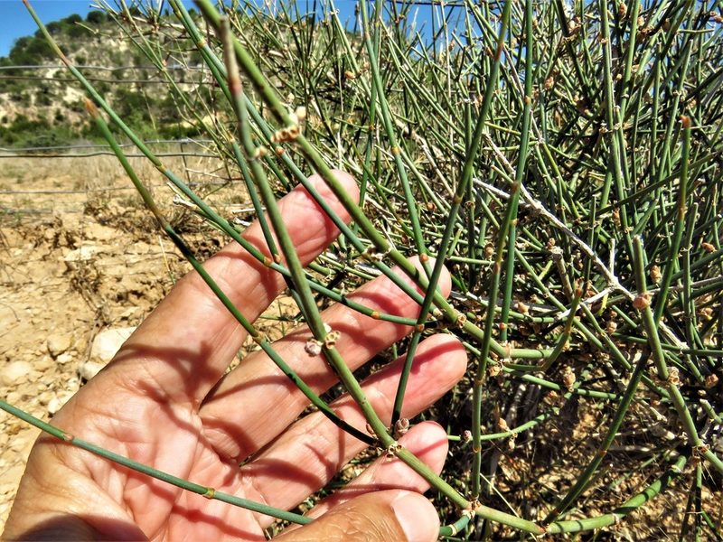 Ephedra antisyphilitica, photographed by Annika Lindqvist