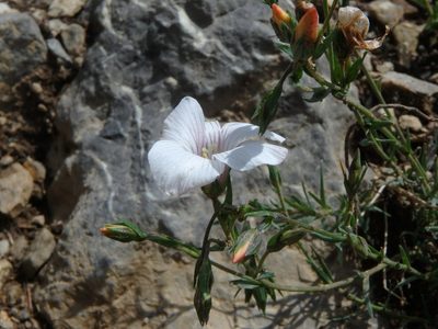 Linum appressum, photographed by Daniel Cahen