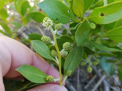 Conocarpus erectus, photographed by Leila Dasher