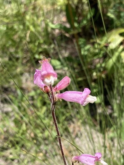 Penstemon australis, photographed by meflowers900