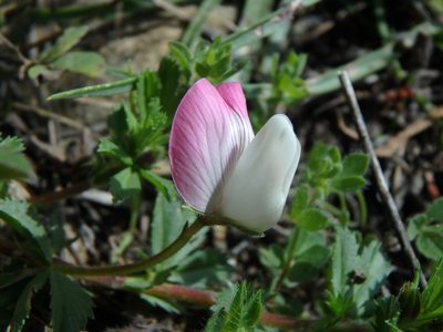 Ononis cristata, photographed by Daniel Cahen