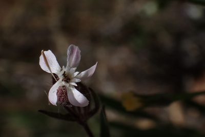 Silene gallica, photographed by Hydrocycler (Elizabeth Dougherty)