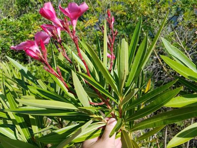 Nerium oleander, photographed by Leila Dasher