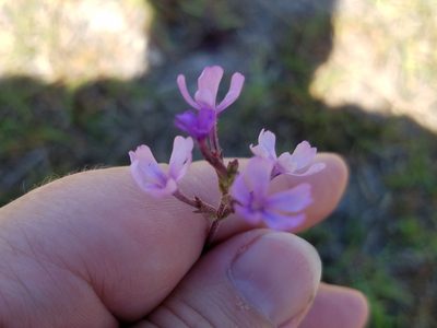 Buchnera floridana, photographed by Leila Dasher