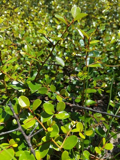 Sideroxylon rufohirtum, photographed by Athena Philips