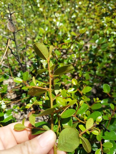 Sideroxylon rufohirtum, photographed by Athena Philips