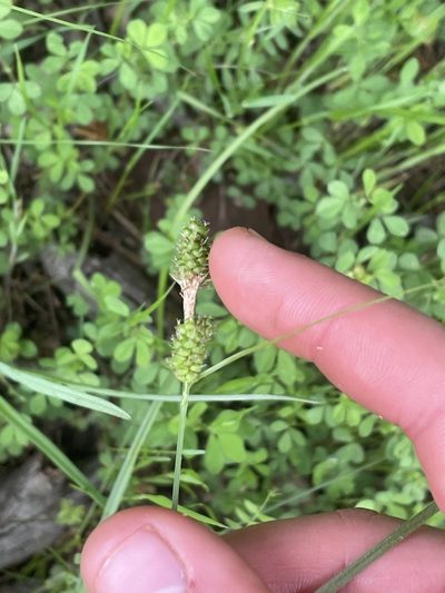 Carex complanata, photographed by rashcollector